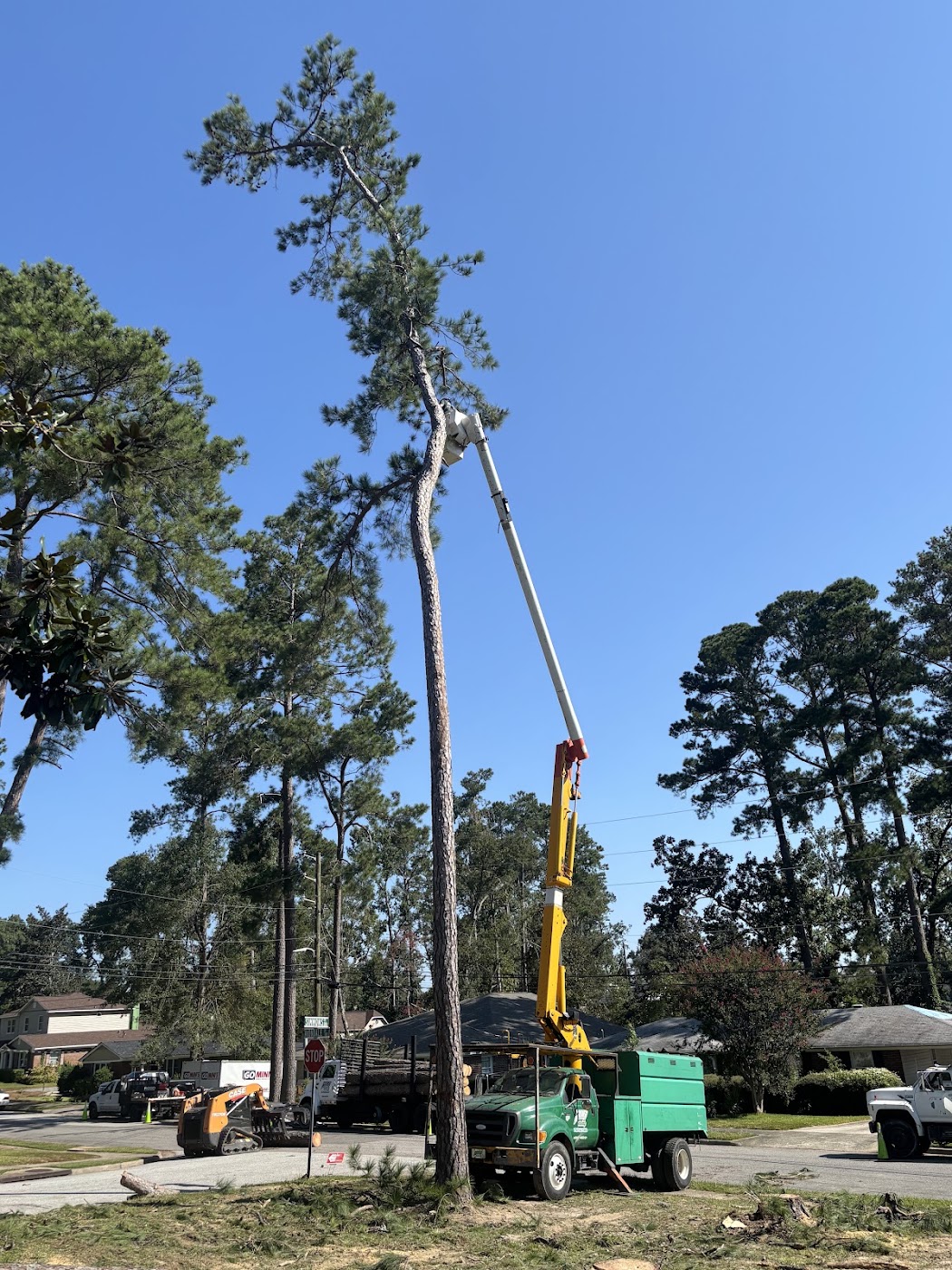 tree surgery work by 706 Tree and Stump in 