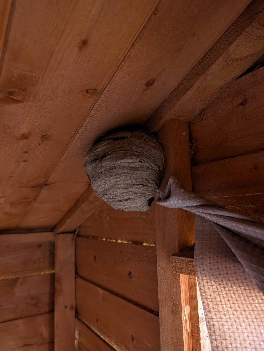 pest control work by Spot On Pest Control Services (Ludlow & surrounding areas Shropshire, Hereford Worcestershire) in Ludlow